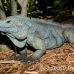 iguana_blue_qebp_gc_h_0191_cay0662.jpg